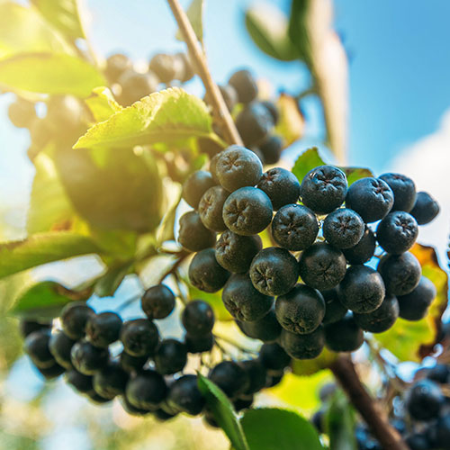 Aroniabeeren